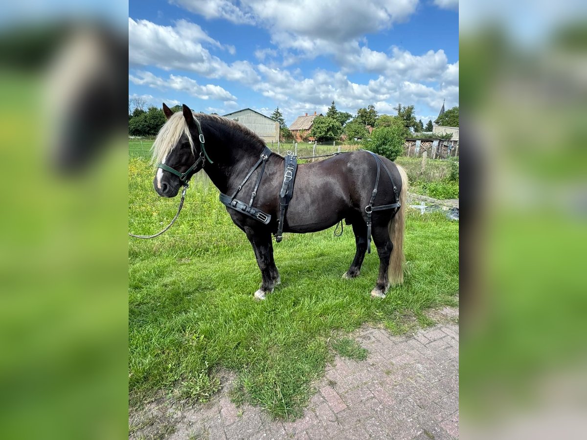 Black Forest Horse Stallion 10 years 14,2 hh Chestnut in Gardelegen