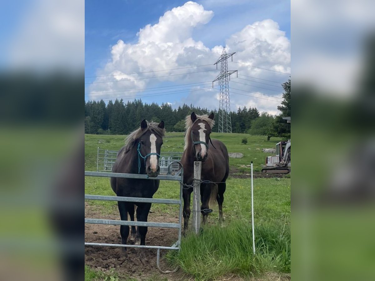 Black Forest Horse Stallion 1 year 14,2 hh Chestnut in Schluchsee