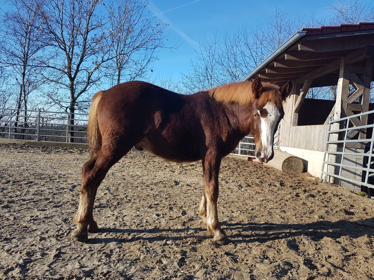 Black Forest Horse Stallion 1 year 15,1 hh Chestnut in Rettenbach