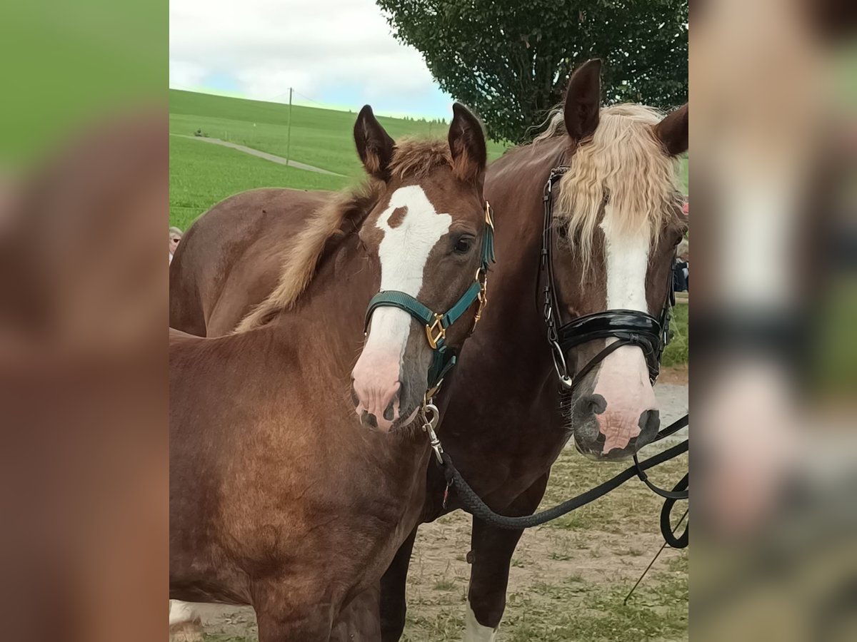 Black Forest Horse Stallion 1 year 15 hh Chestnut-Red in Filderstadt