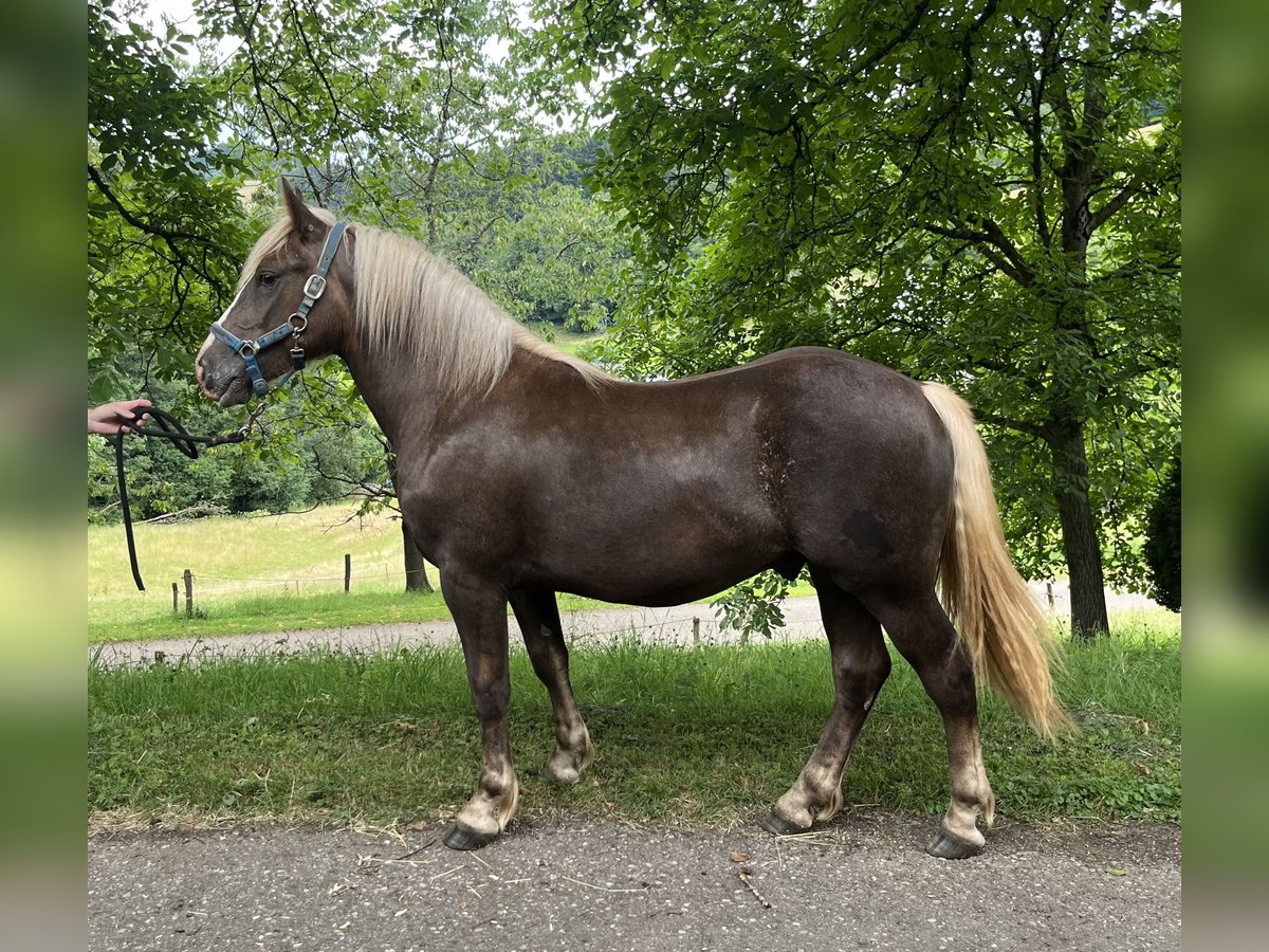 Black Forest Horse Stallion 1 year 15,1 hh Chestnut in Freiamt