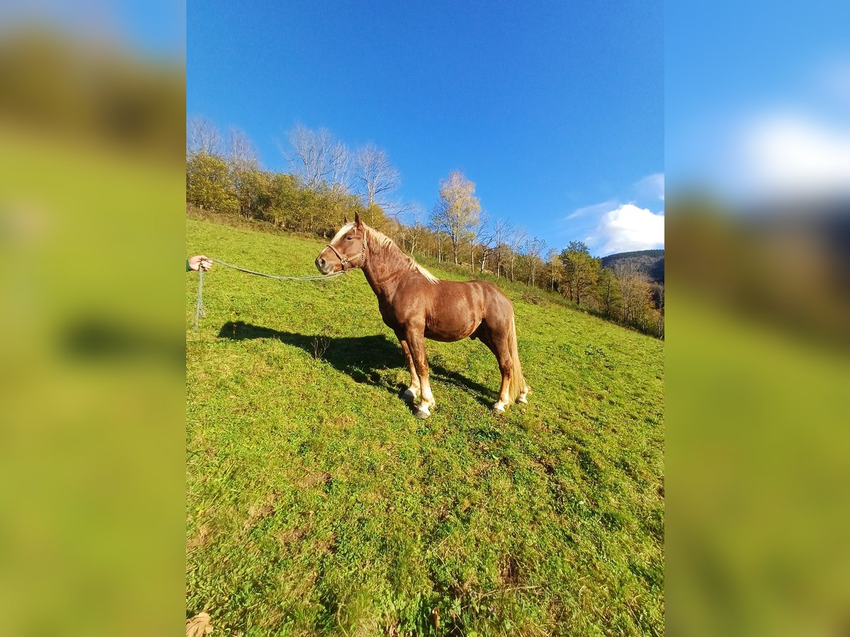 Black Forest Horse Stallion 2 years 14,2 hh Chestnut in Schuttertal