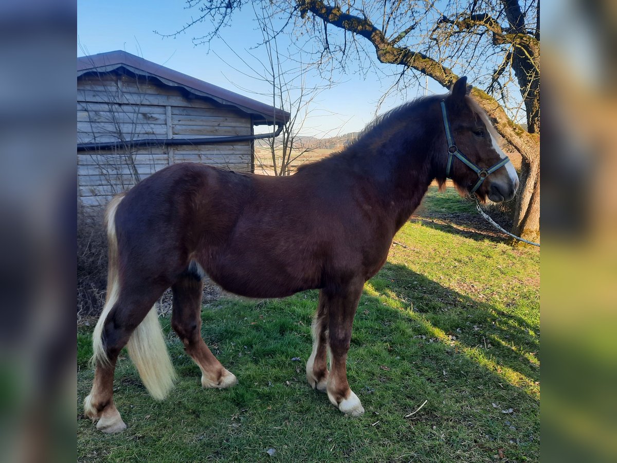 Black Forest Horse Stallion 2 years Chestnut in Villingen-Schwenningen