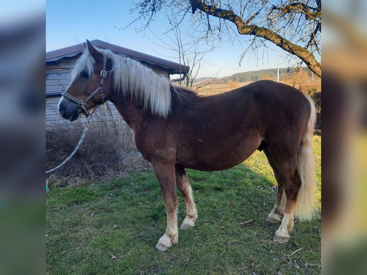 Black Forest Horse Stallion 2 years Chestnut in Villingen-Schwenningen