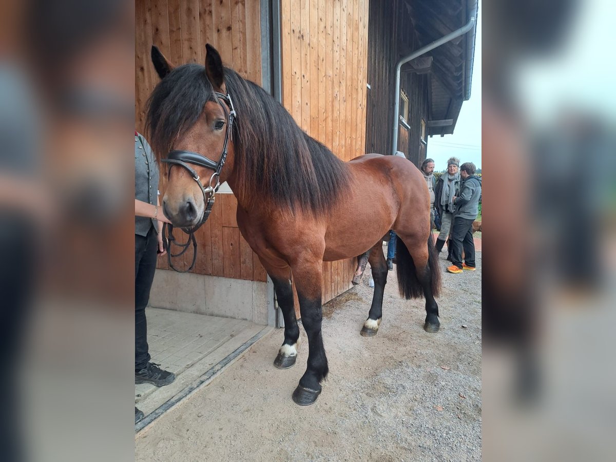 Black Forest Horse Stallion 3 years 14,3 hh Brown in Pfullendorf