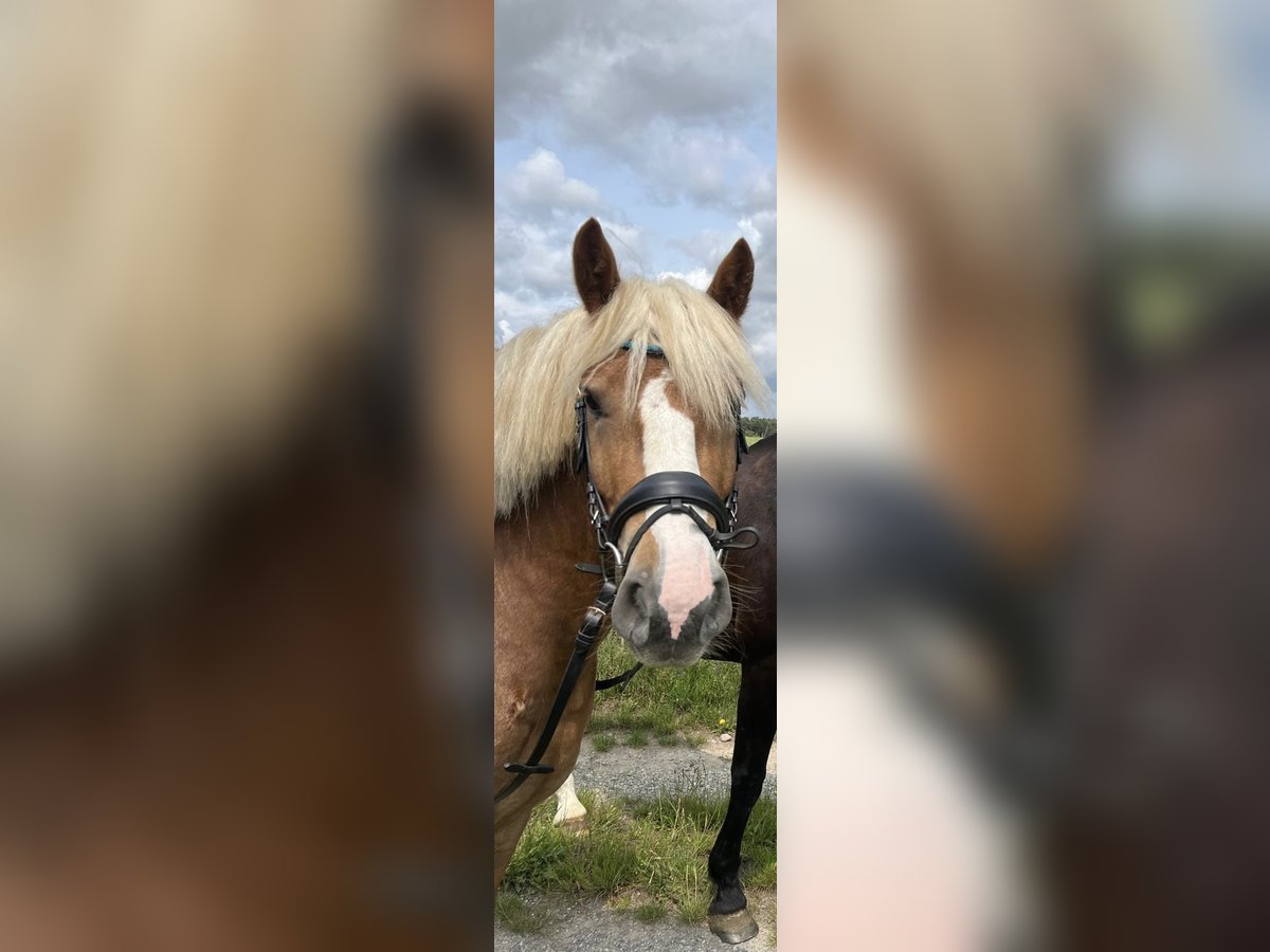 Black Forest Horse Stallion 3 years 14,1 hh in Steinh&#xF6;fel