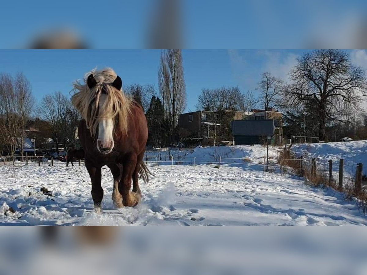 Black Forest Horse Stallion 9 years 14,2 hh Chestnut in Renkum