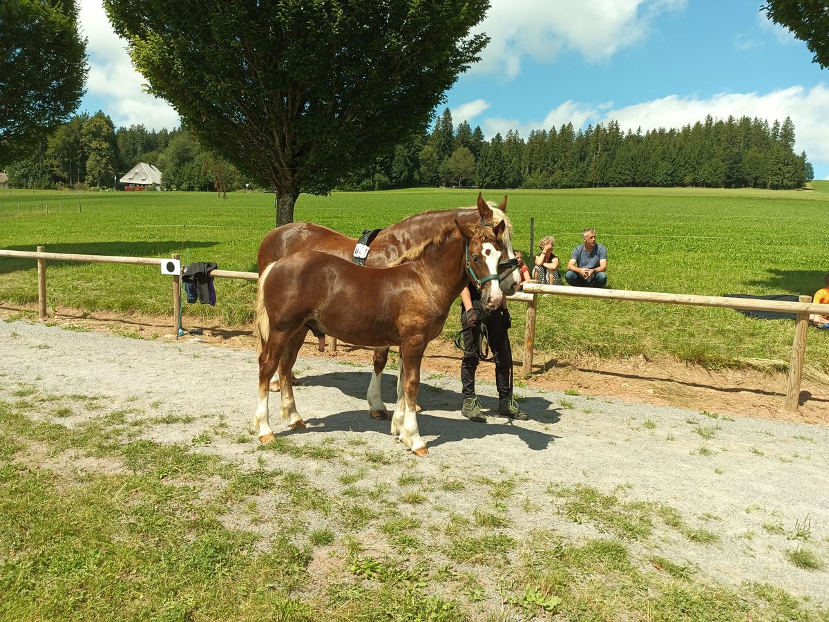 Black Forest Horse Stallion Foal (04/2024) 15,1 hh Chestnut in Rechberghausen