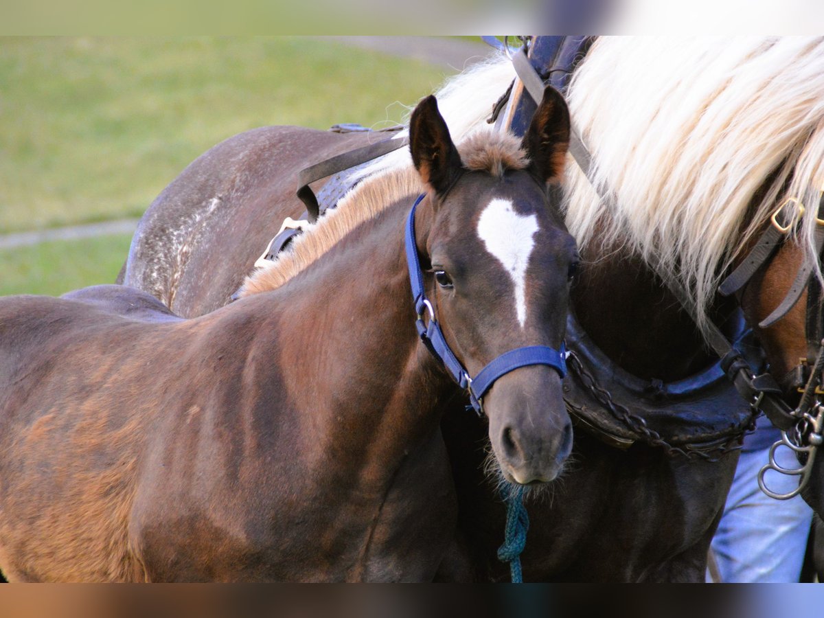 Black Forest Horse Stallion Foal (02/2025) 15,1 hh Chestnut in Bonndorf im Schwarzwald