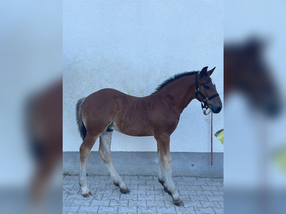 Black Forest Horse Stallion Foal (05/2024) Brown in Münsingen