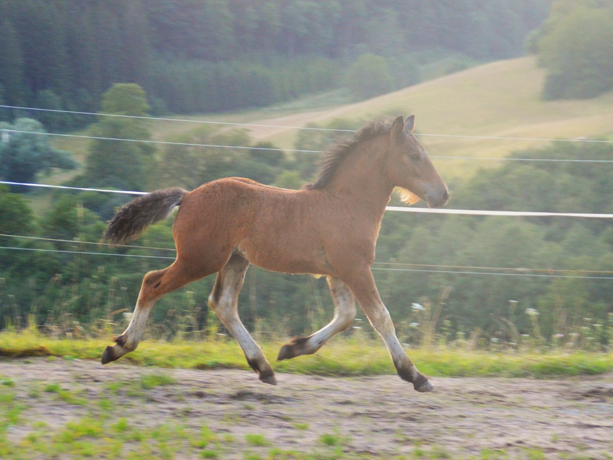 Black Forest Horse Stallion Foal (05/2024) Brown in Bonndorf im Schwarzwald