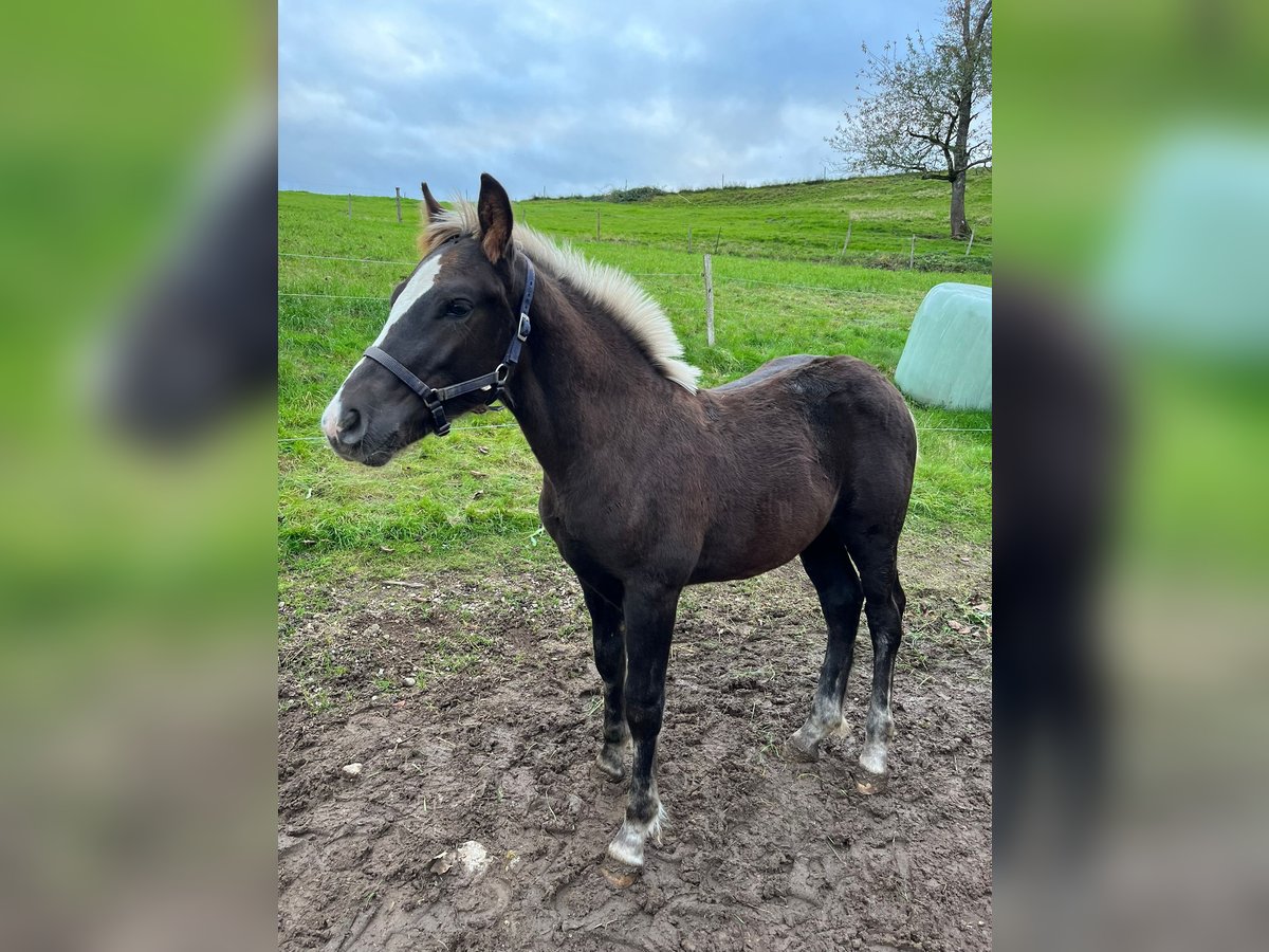 Black Forest Horse Stallion Foal (06/2025) Chestnut in Elzach-Prechtal