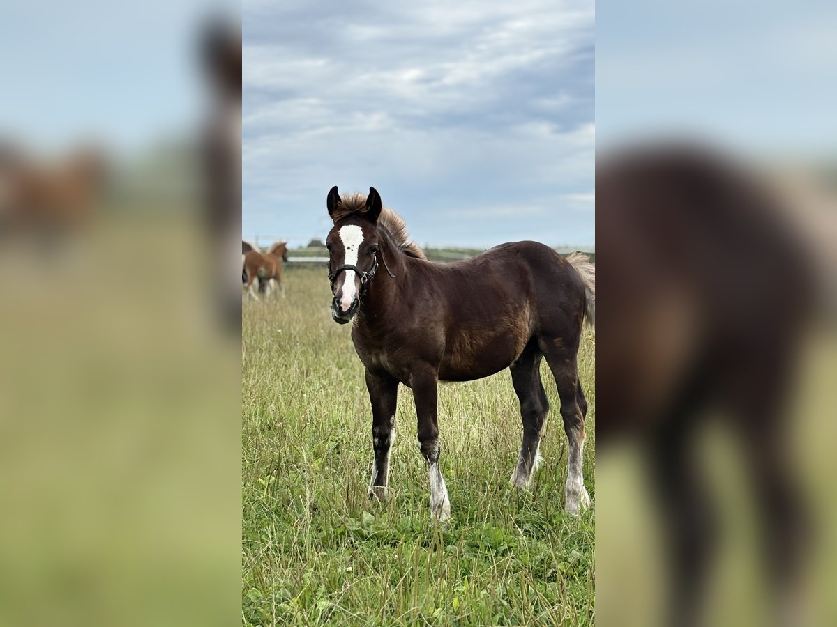 Black Forest Horse Stallion Foal (03/2025) Chestnut in Bad Wurzach