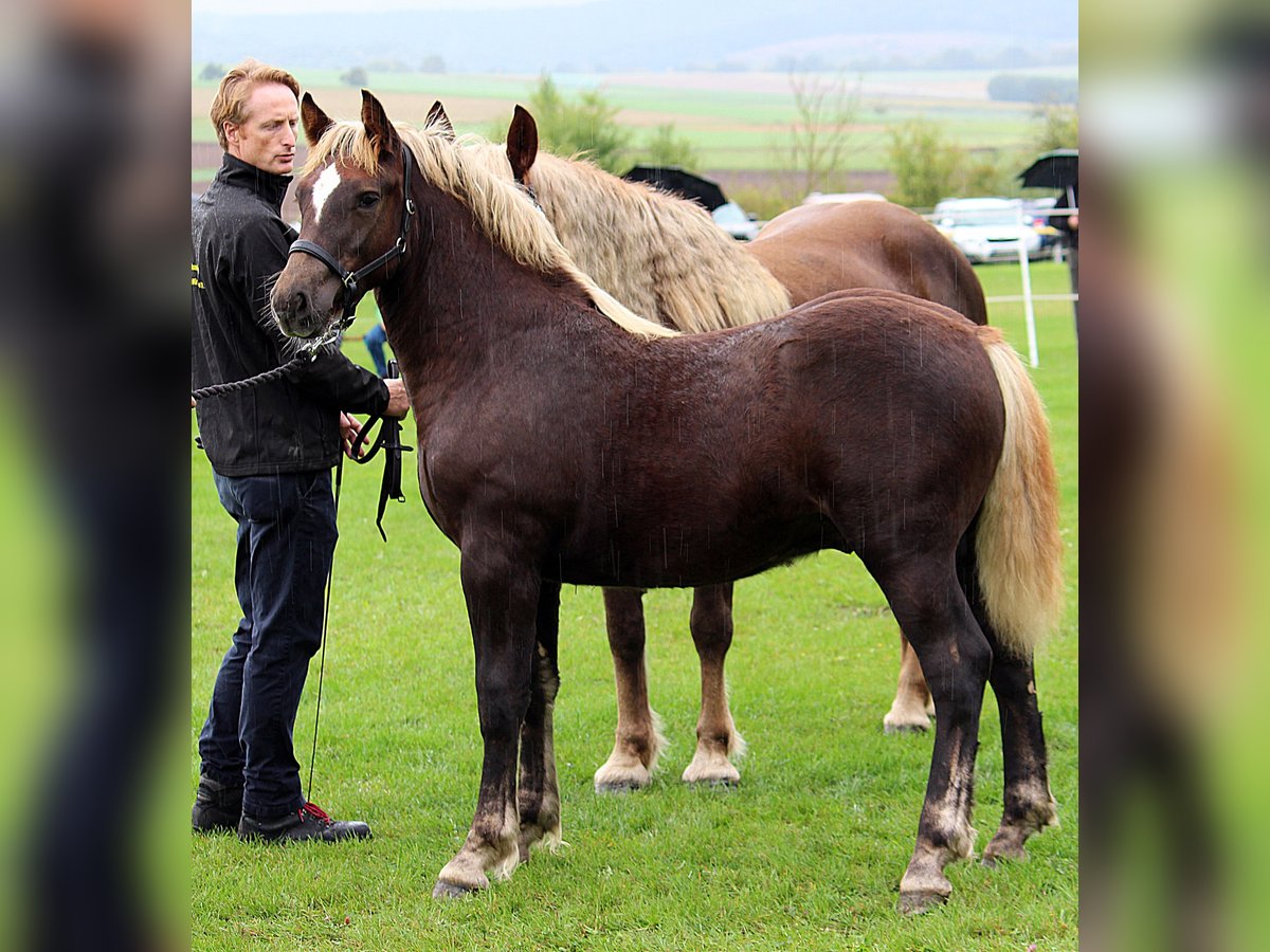 Black Forest Horse Stallion Foal (04/2025) Chestnut in Burgwalde