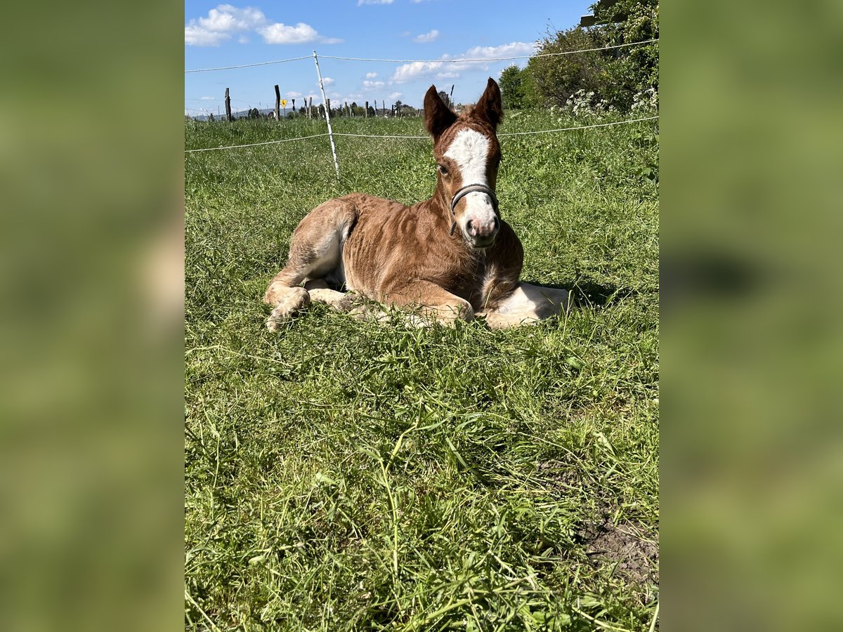 Black Forest Horse Stallion Foal (02/2024) Chestnut in Reichelsheim