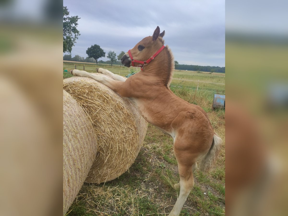 Black Forest Horse Stallion Foal (05/2025) Chestnut in Uetze