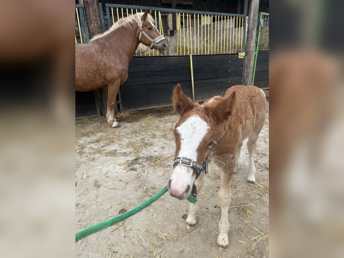 Black Forest Horse Stallion Foal (03/2024) Chestnut in Reichelsheim