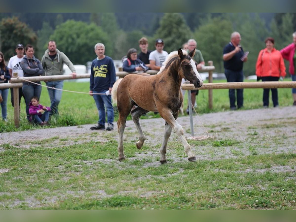 Black Forest Horse Stallion Foal (05/2024) Chestnut-Red in Gütenbach