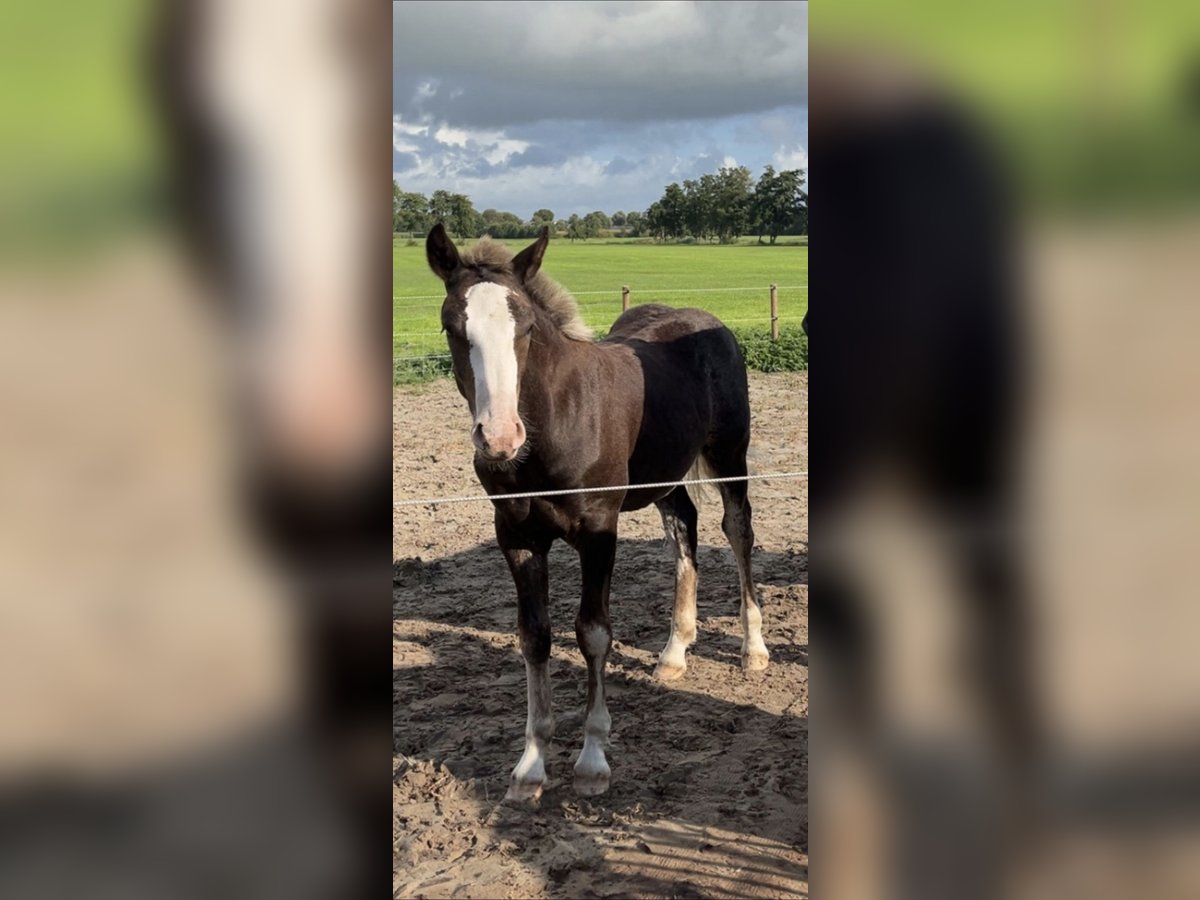 Black Forest Horse Stallion Foal (04/2025) Chestnut in Surhuizum