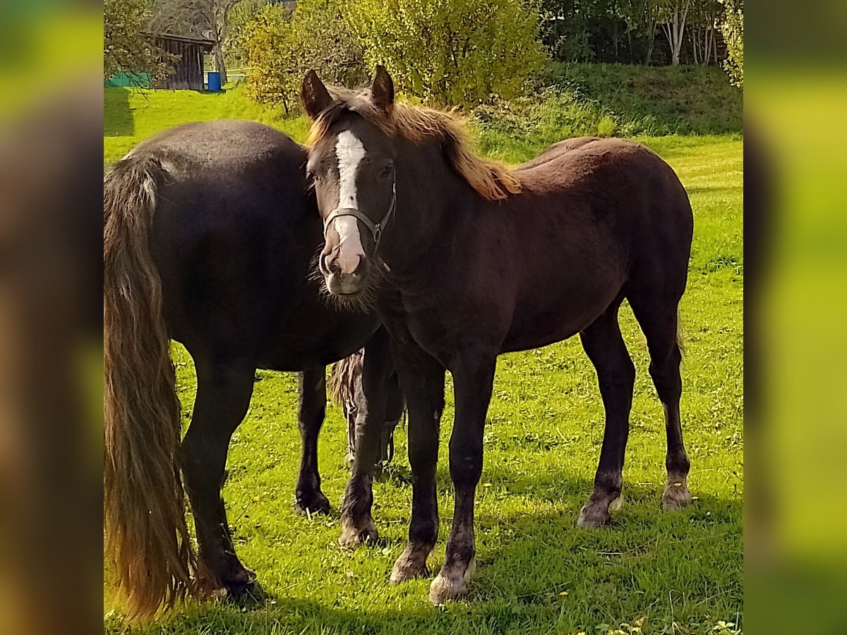 Black Forest Horse Stallion Foal (04/2025) in Pfalzgrafenweiler