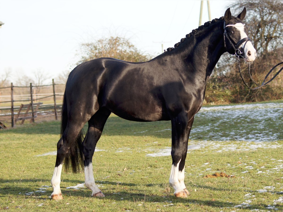 BLACKBURN AT G Westphalian Stallion Black in Lippetal