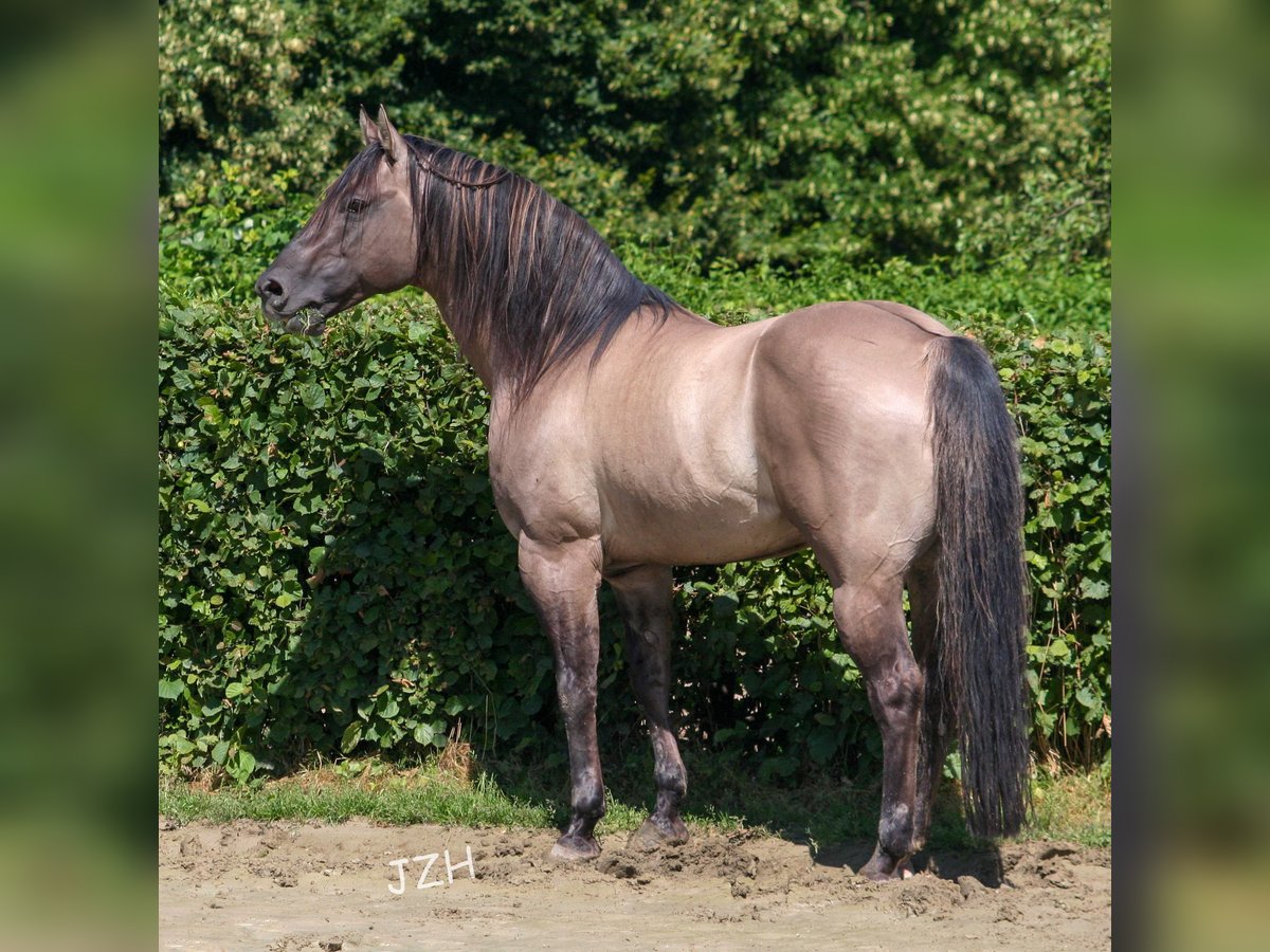 BLACKBURN BUCK POCO American Quarter Horse Stallone Grullo in Düsseldorf