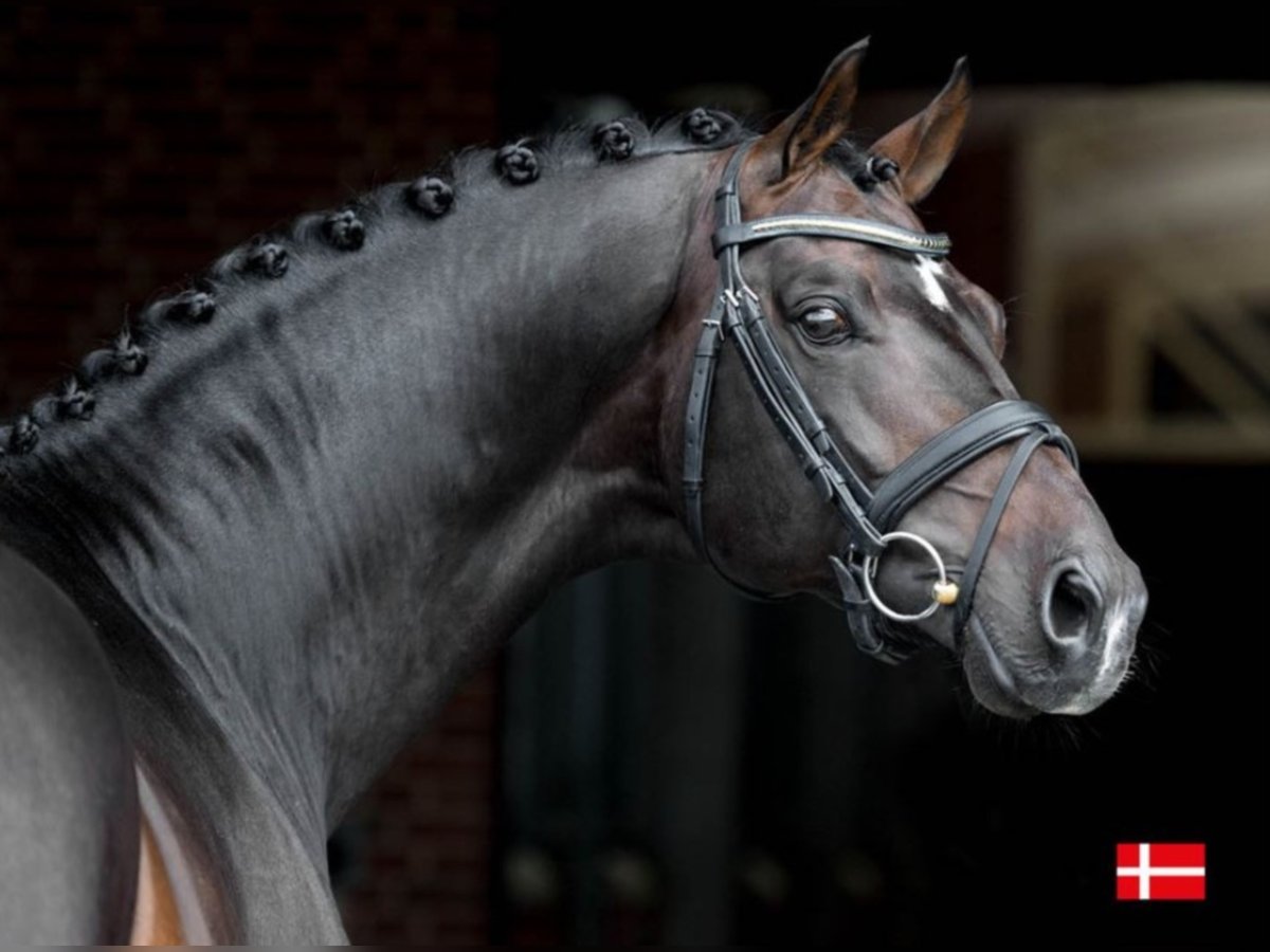 BLUE HORS FARRELL Hannover Stallone Baio in RANDBØL