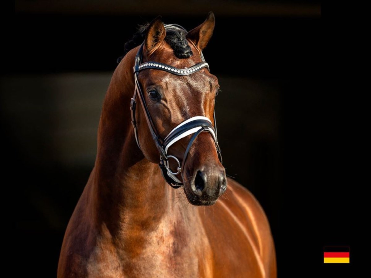 BLUE HORS FEINSTAR Oldenburg Stallion Bay in RANDBØL