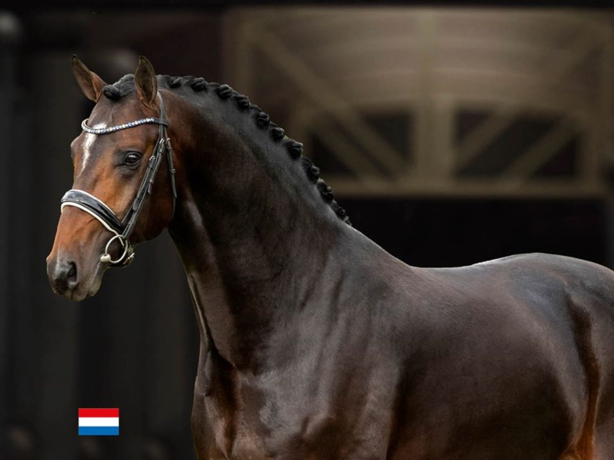 BLUE HORS SANTIANO Deens warmbloed Hengst Roodbruin in RANDBØL