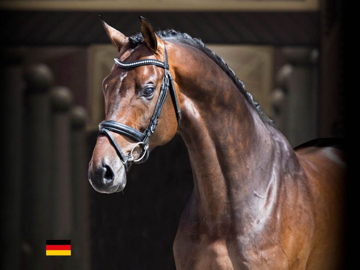 BLUE HORS ZACKEREY Dänisches Warmblut Hengst Rotbrauner in RANDBØL
