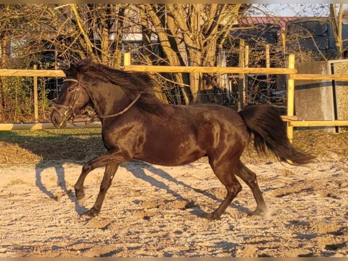 Bosnian Mountain Horse Mare 5 years 14,1 hh Black in Schwaikheim