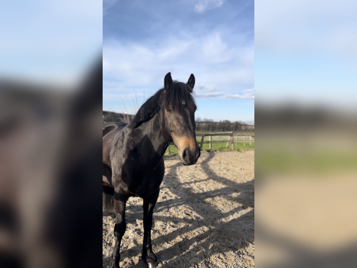 Bosnisch bergpaard Ruin 9 Jaar 146 cm Donkerbruin in Lannach