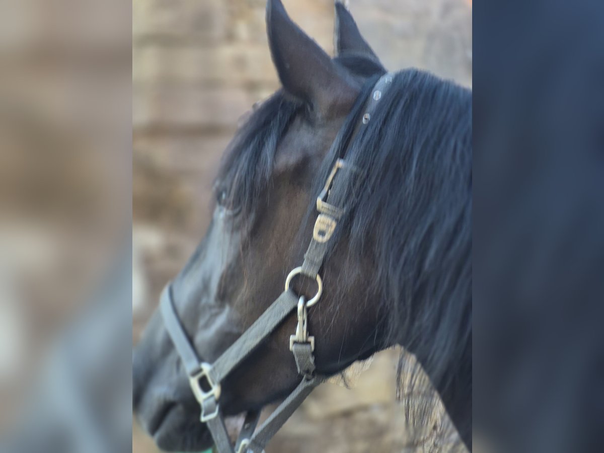 Bosnisches Gebirgspferd Stute 6 Jahre 140 cm Rappe in Waiblingen