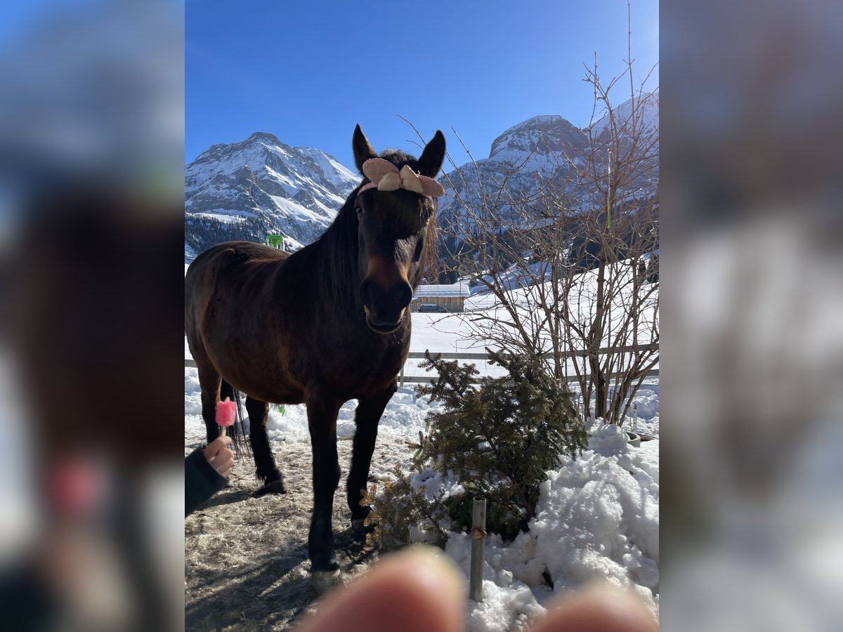 Bosnisk bergshäst Valack 10 år 148 cm Brun in Lauenen b. Gstaad