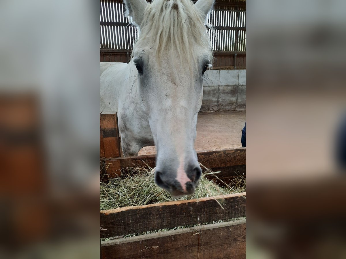 Boulonnais Castrone 12 Anni 170 cm Grigio in Oberdreis