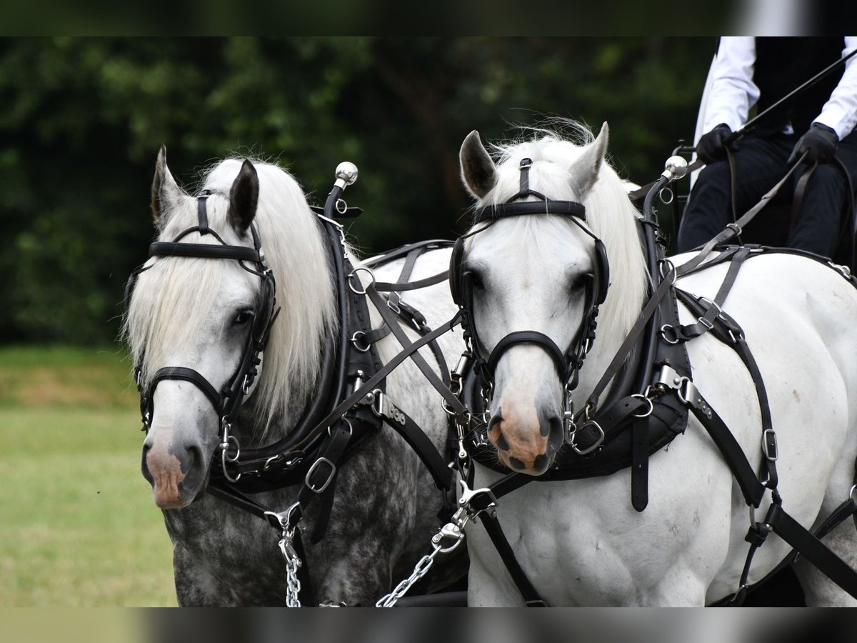 Boulonnais Castrone 8 Anni 165 cm Grigio in La Haye-Saint-Sylvestre