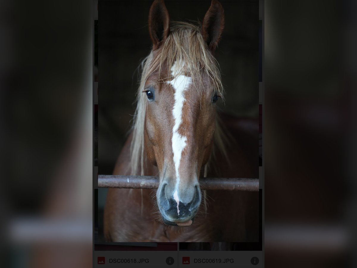 Boulonnais Gelding 4 years 16,3 hh Chestnut-Red in Eigeltingen