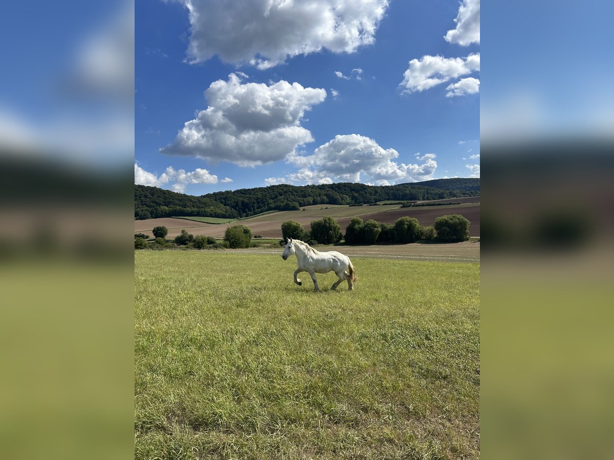 Boulonnais Gelding 9 years 17,2 hh Grey in N&#xF6;rten-Hardenberg