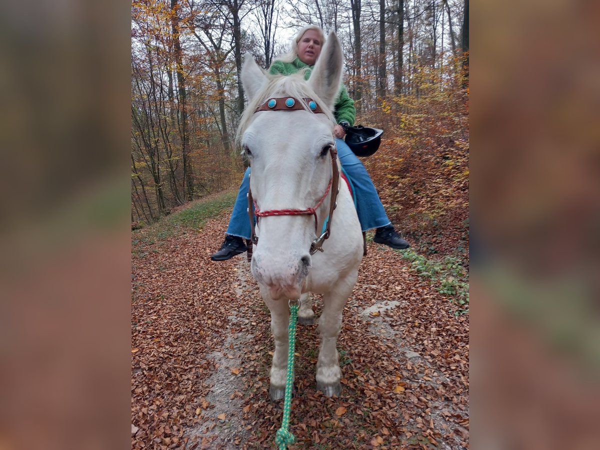 Boulonnais Yegua 20 años 165 cm Tordo rodado in Biebergemünd