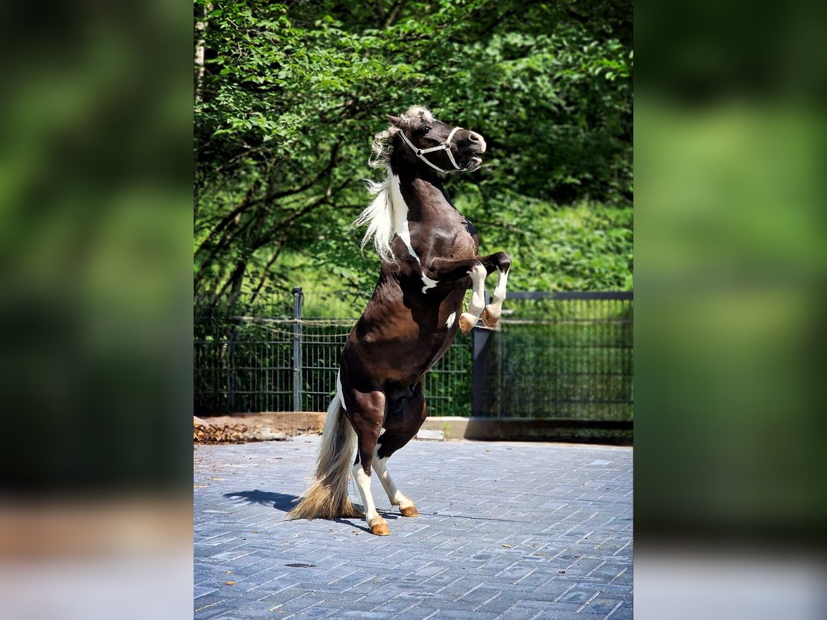 BOWIE American Miniature Horse Hengst in Ühlingen-Birkendorf