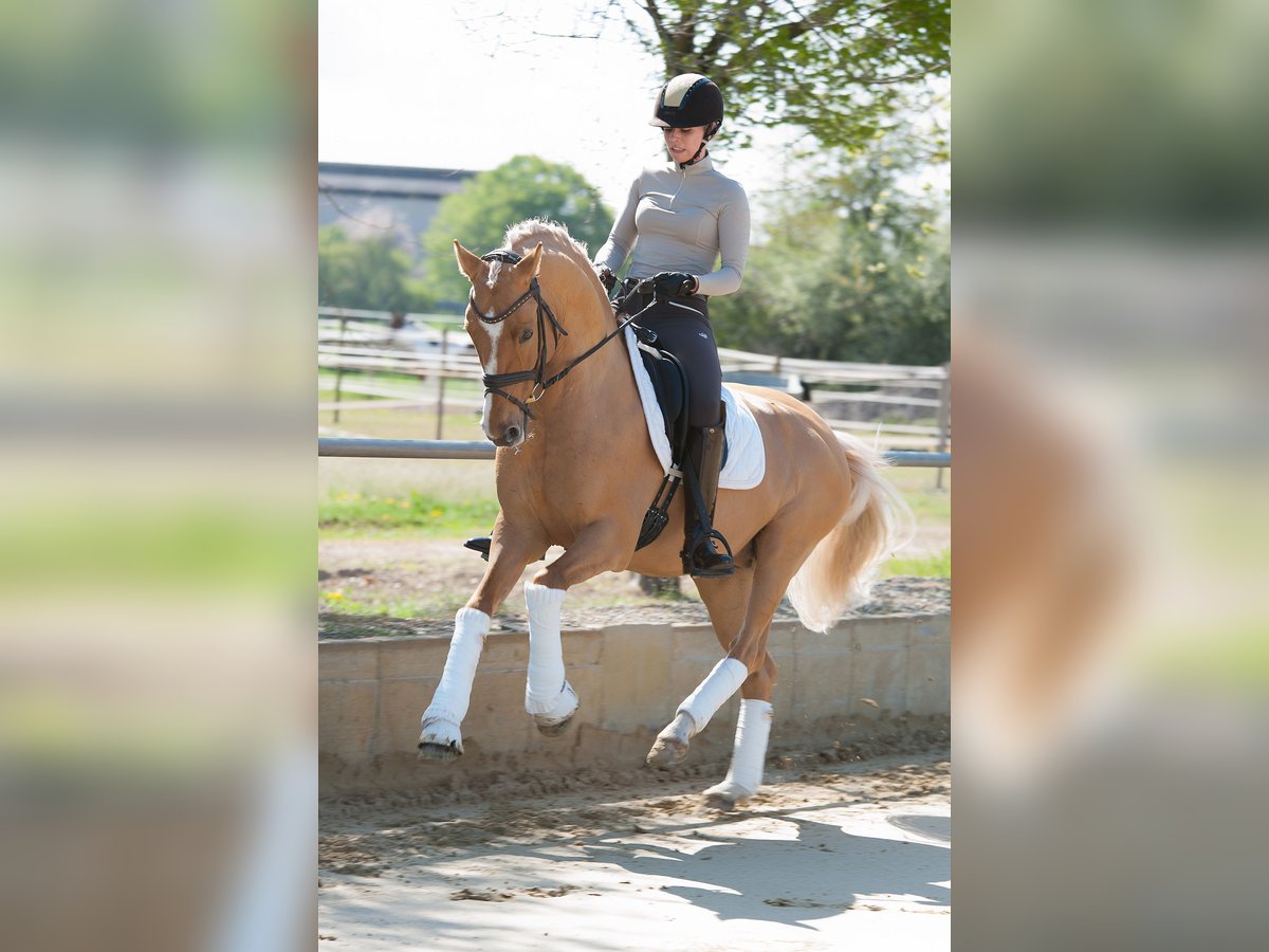 BPH LH DIAMOND HEART Poni alemán Semental Dunalino (Cervuno x Palomino) in Heidelberg