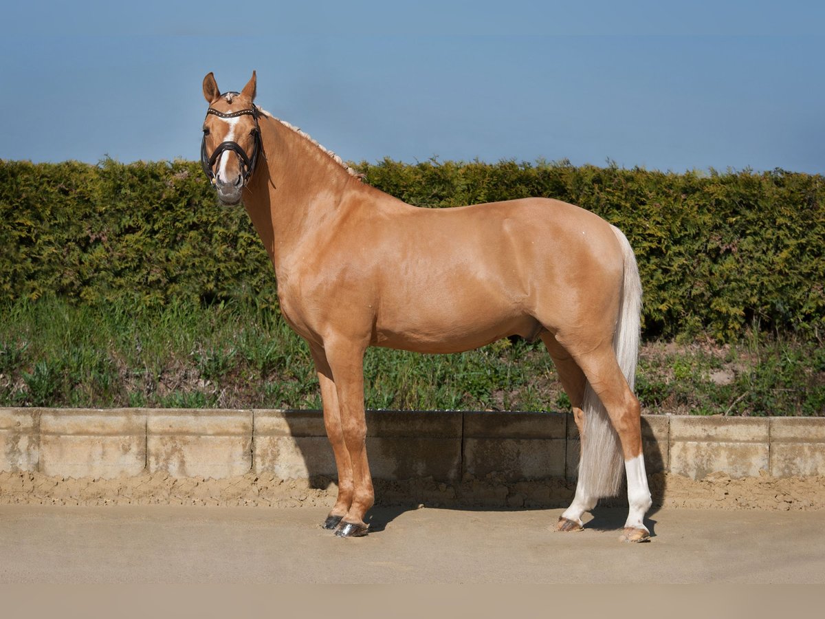 BPH LH DIAMOND HEART Poni alemán Semental Dunalino (Cervuno x Palomino) in Heidelberg