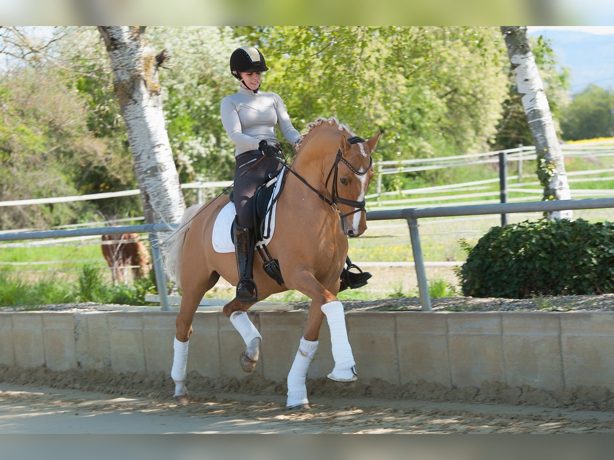 BPH LH DIAMOND HEART Poni alemán Semental Dunalino (Cervuno x Palomino) in Heidelberg