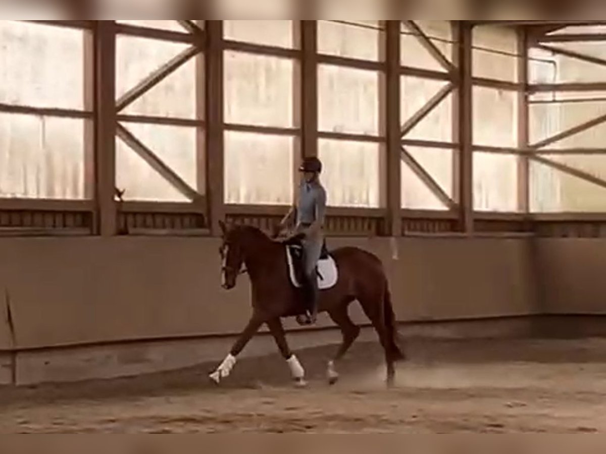 Brandebourgeois Jument 4 Ans 168 cm Alezan in Tiefgraben