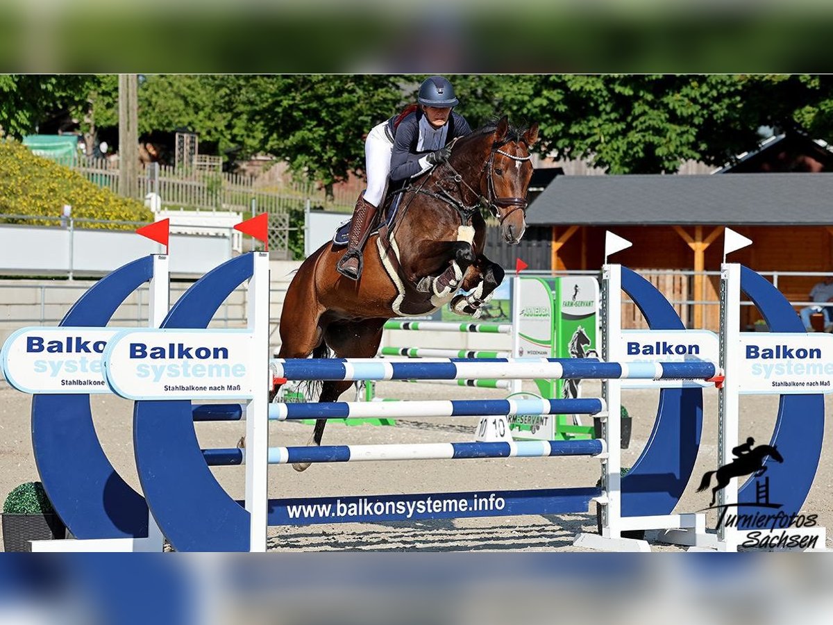 Brandeburghese Castrone 9 Anni Baio in Kremitzaue Polzen