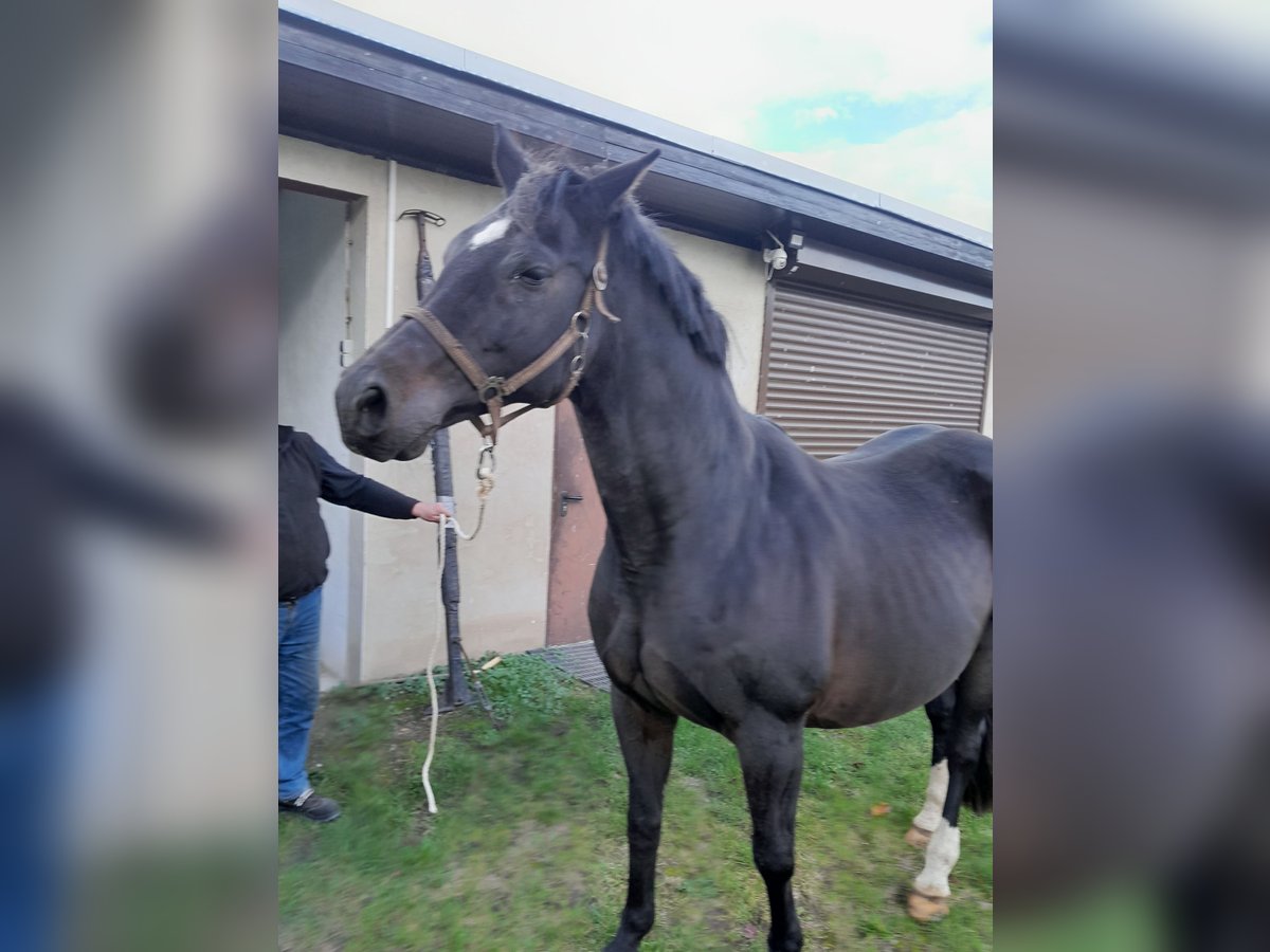 Brandeburghese Giumenta 18 Anni 165 cm Baio scuro in Karstädt