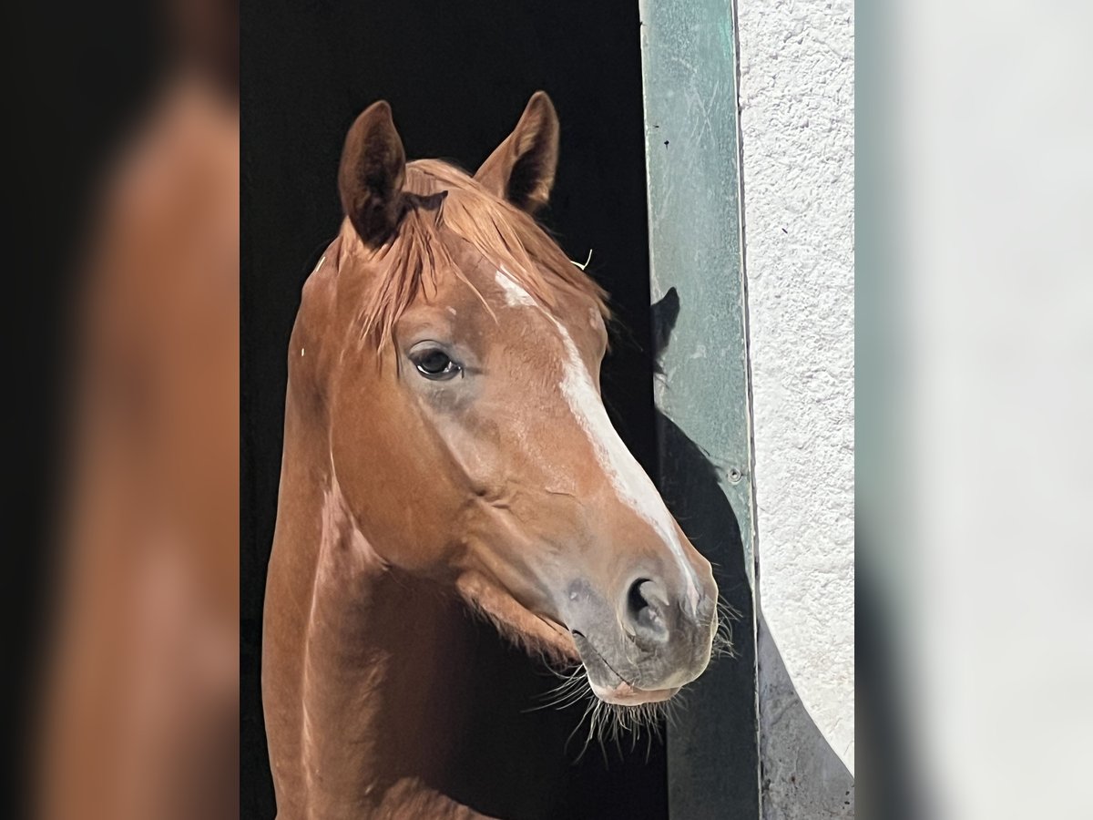 Brandeburghese Stallone 2 Anni 163 cm Sauro in M&#xFC;lheim an der Ruhr