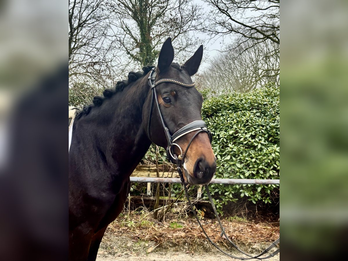 Brandemburgués Caballo castrado 10 años 163 cm Castaño oscuro in Hude (Oldenburg)