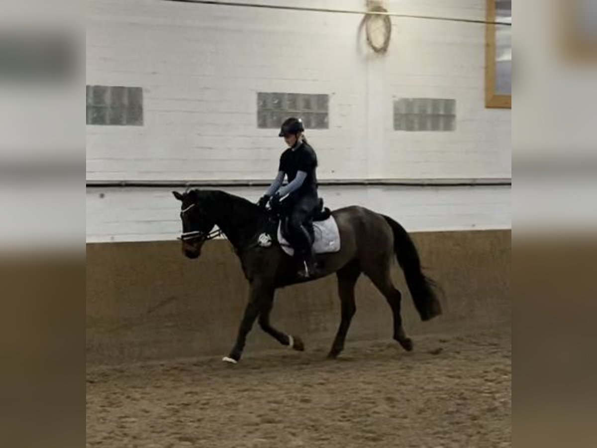 Brandemburgués Caballo castrado 19 años 164 cm Castaño in Gro&#xDF; Ippener