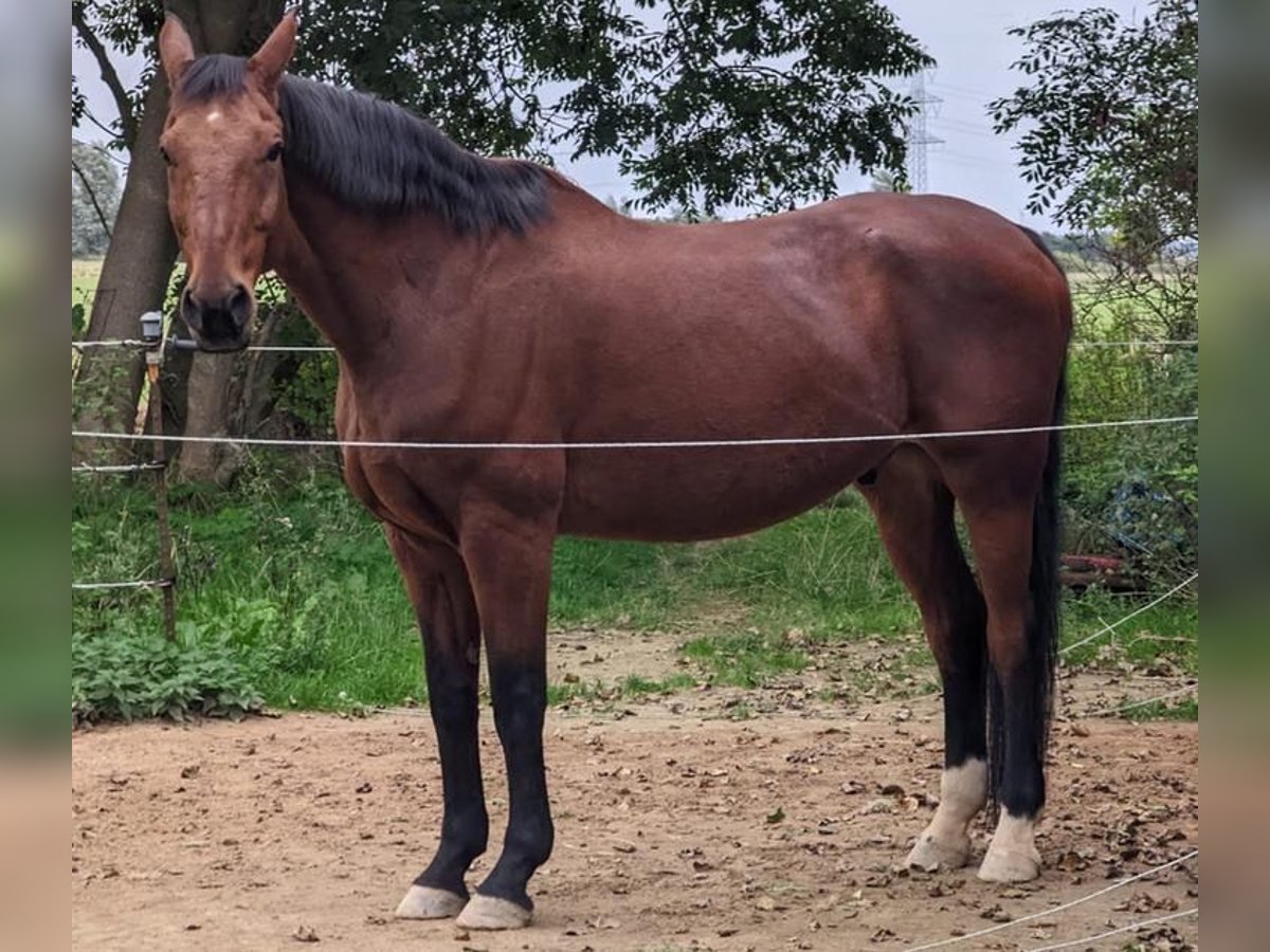 Brandemburgués Caballo castrado 23 años 176 cm in Niebüll